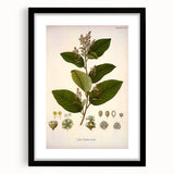 Vintage Botanical Art Print - Euphorbiaceae Leaf and Flower Illustration