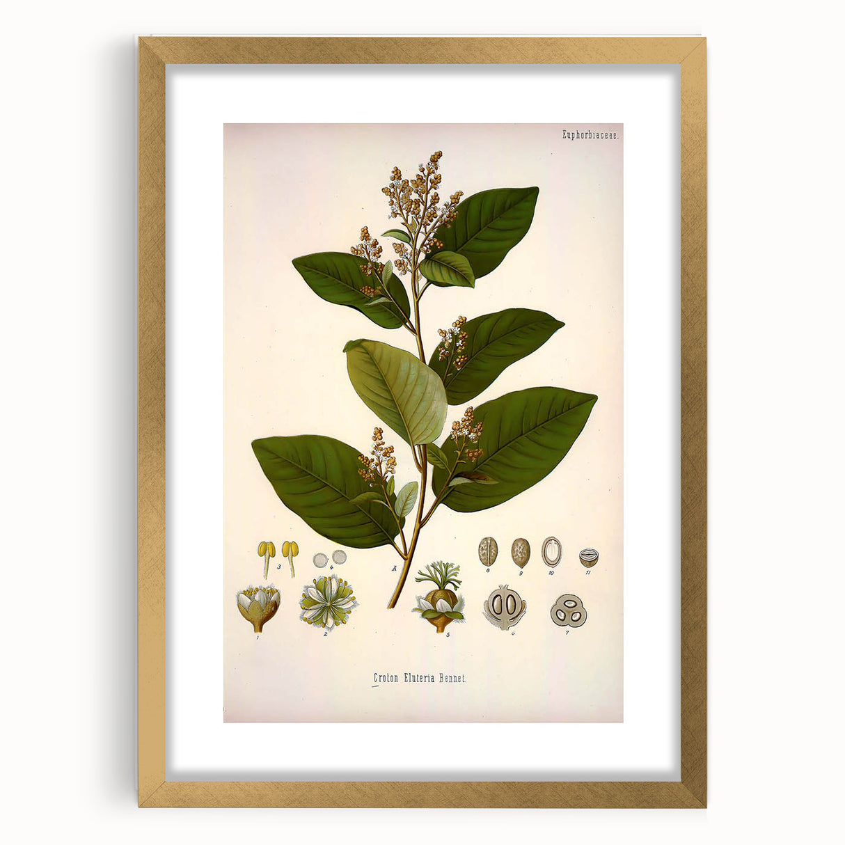 Vintage Botanical Art Print - Euphorbiaceae Leaf and Flower Illustration