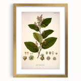 Vintage Botanical Art Print - Euphorbiaceae Leaf and Flower Illustration