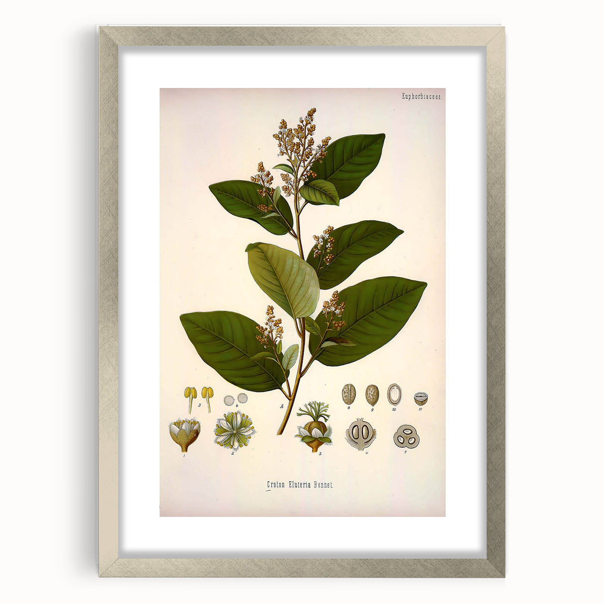 Vintage Botanical Art Print - Euphorbiaceae Leaf and Flower Illustration