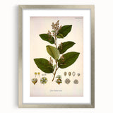 Vintage Botanical Art Print - Euphorbiaceae Leaf and Flower Illustration