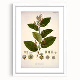 Vintage Botanical Art Print - Euphorbiaceae Leaf and Flower Illustration