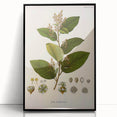 Vintage Botanical Art Print - Euphorbiaceae Leaf and Flower Illustration