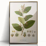 Vintage Botanical Art Print - Euphorbiaceae Leaf and Flower Illustration