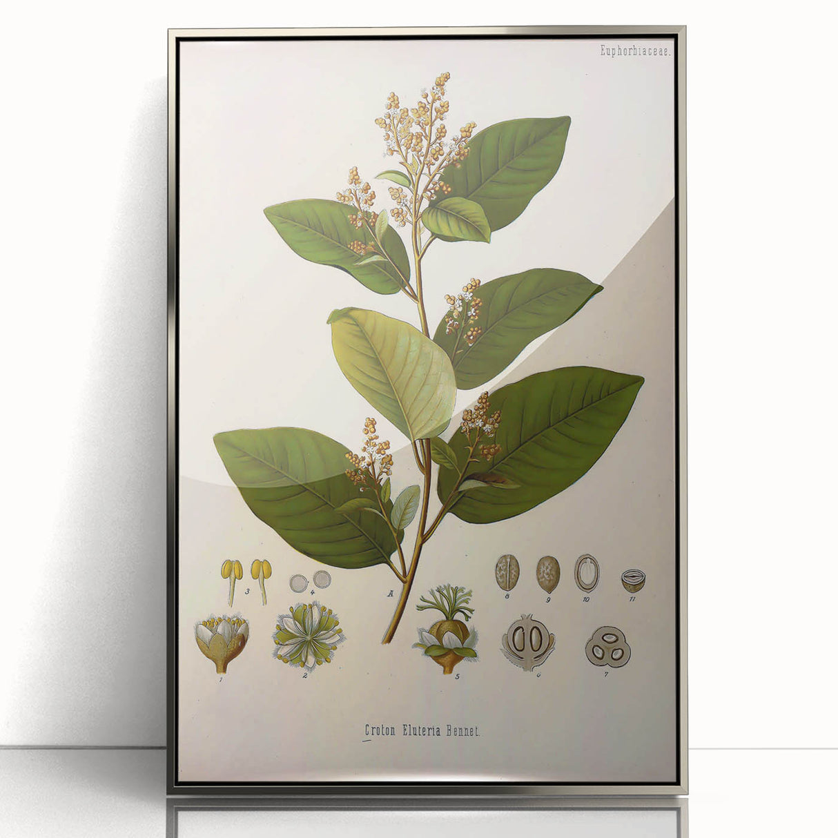 Vintage Botanical Art Print - Euphorbiaceae Leaf and Flower Illustration