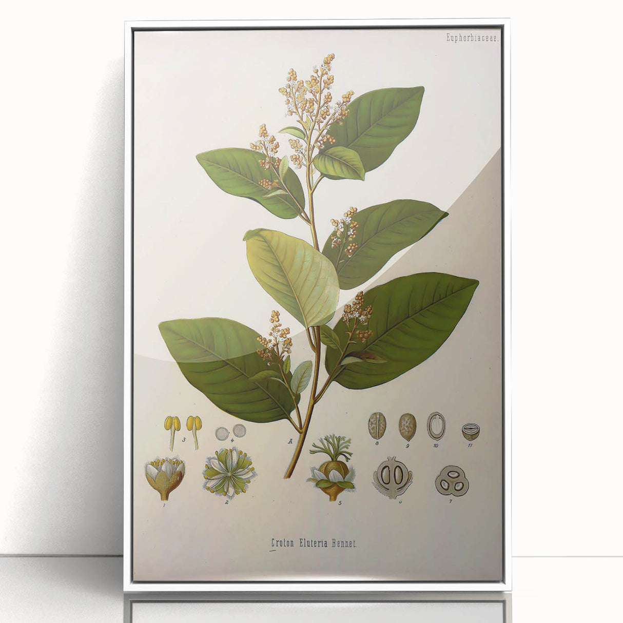 Vintage Botanical Art Print - Euphorbiaceae Leaf and Flower Illustration