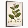 Vintage Botanical Art Print - Euphorbiaceae Leaf and Flower Illustration