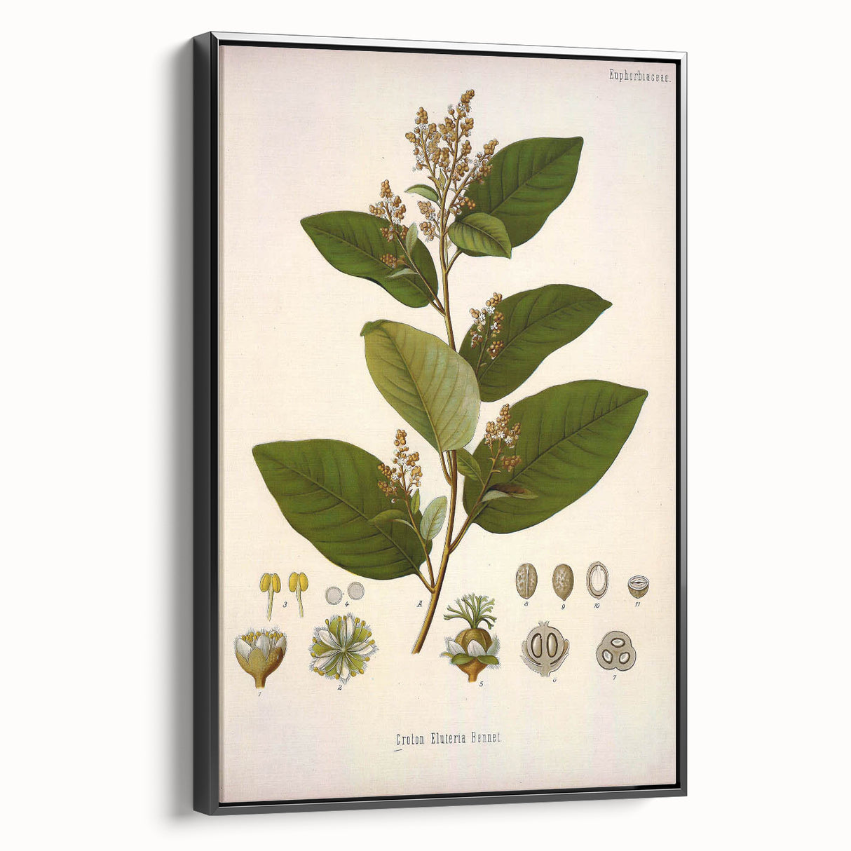 Vintage Botanical Art Print - Euphorbiaceae Leaf and Flower Illustration