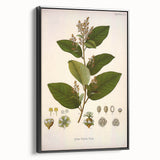 Vintage Botanical Art Print - Euphorbiaceae Leaf and Flower Illustration