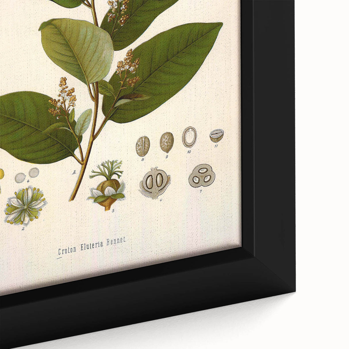 Vintage Botanical Art Print - Euphorbiaceae Leaf and Flower Illustration