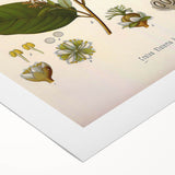 Vintage Botanical Art Print - Euphorbiaceae Leaf and Flower Illustration
