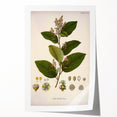 Vintage Botanical Art Print - Euphorbiaceae Leaf and Flower Illustration