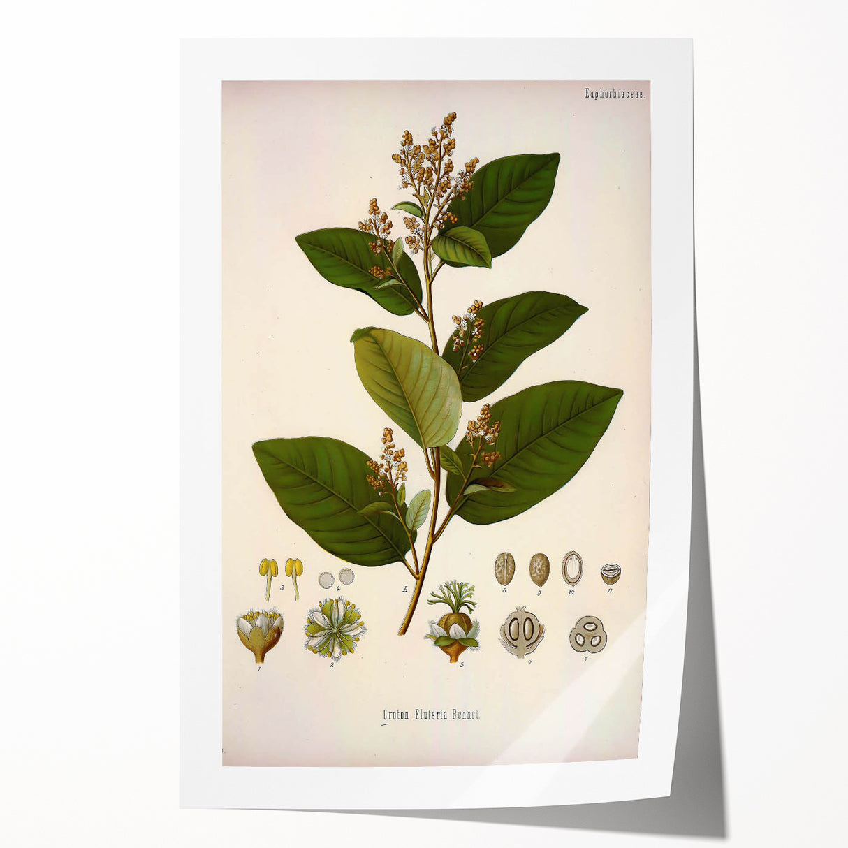 Vintage Botanical Art Print - Euphorbiaceae Leaf and Flower Illustration