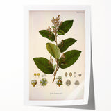 Vintage Botanical Art Print - Euphorbiaceae Leaf and Flower Illustration
