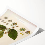 Vintage Botanical Art Print - Euphorbiaceae Leaf and Flower Illustration