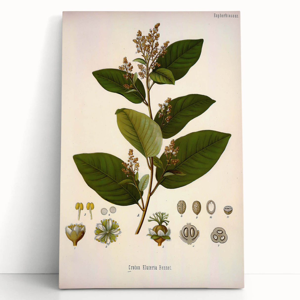 Vintage Botanical Art Print - Euphorbiaceae Leaf and Flower Illustration