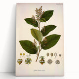 Vintage Botanical Art Print - Euphorbiaceae Leaf and Flower Illustration