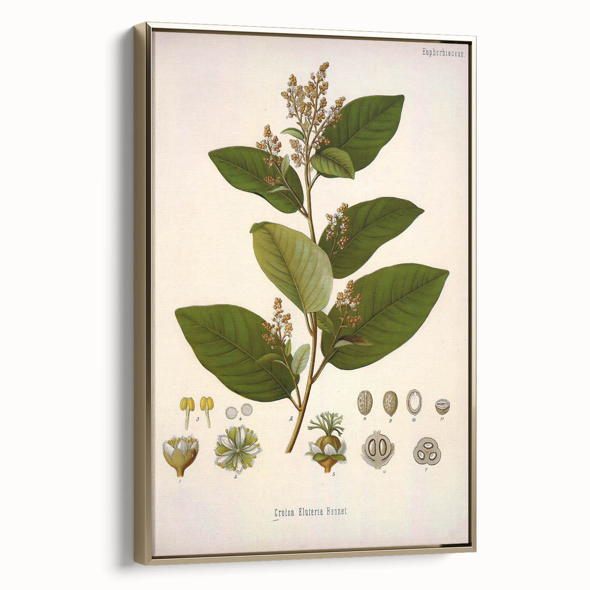 Vintage Botanical Art Print - Euphorbiaceae Leaf and Flower Illustration
