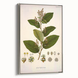 Vintage Botanical Art Print - Euphorbiaceae Leaf and Flower Illustration