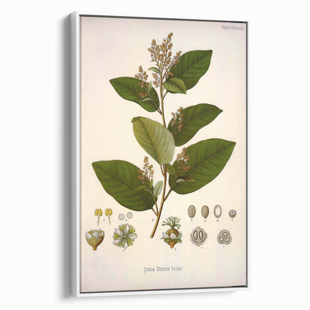 Vintage Botanical Art Print - Euphorbiaceae Leaf and Flower Illustration