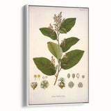 Vintage Botanical Art Print - Euphorbiaceae Leaf and Flower Illustration