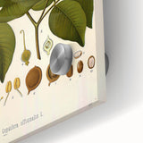 Vintage Botanical Print - Copaifera Officinalis Flower Illustration