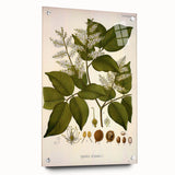 Vintage Botanical Print - Copaifera Officinalis Flower Illustration