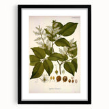 Vintage Botanical Print - Copaifera Officinalis Flower Illustration
