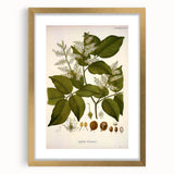 Vintage Botanical Print - Copaifera Officinalis Flower Illustration