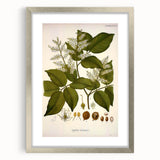 Vintage Botanical Print - Copaifera Officinalis Flower Illustration