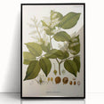 Vintage Botanical Print - Copaifera Officinalis Flower Illustration