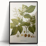 Vintage Botanical Print - Copaifera Officinalis Flower Illustration