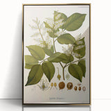 Vintage Botanical Print - Copaifera Officinalis Flower Illustration