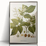 Vintage Botanical Print - Copaifera Officinalis Flower Illustration
