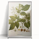 Vintage Botanical Print - Copaifera Officinalis Flower Illustration