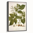Vintage Botanical Print - Copaifera Officinalis Flower Illustration