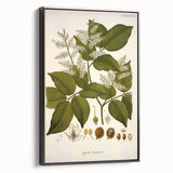 Vintage Botanical Print - Copaifera Officinalis Flower Illustration