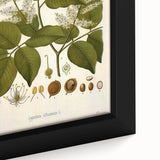 Vintage Botanical Print - Copaifera Officinalis Flower Illustration