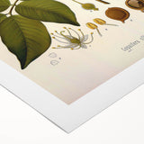 Vintage Botanical Print - Copaifera Officinalis Flower Illustration