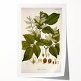 Vintage Botanical Print - Copaifera Officinalis Flower Illustration