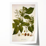 Vintage Botanical Print - Copaifera Officinalis Flower Illustration