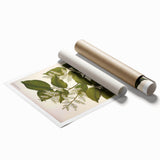 Vintage Botanical Print - Copaifera Officinalis Flower Illustration