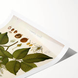 Vintage Botanical Print - Copaifera Officinalis Flower Illustration