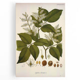 Vintage Botanical Print - Copaifera Officinalis Flower Illustration