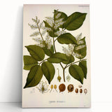 Vintage Botanical Print - Copaifera Officinalis Flower Illustration