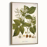 Vintage Botanical Print - Copaifera Officinalis Flower Illustration