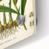 Vintage Botanical Art Print - Zingiber Officinale Ginger Plant