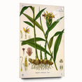 Vintage Botanical Art Print - Zingiber Officinale Ginger Plant