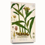 Vintage Botanical Art Print - Zingiber Officinale Ginger Plant