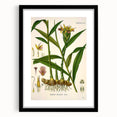 Vintage Botanical Art Print - Zingiber Officinale Ginger Plant